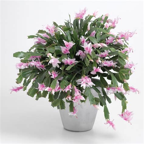 The soil of the christmas cactus should be humus and fibrous. 15 Perfect Gift Plants - Sunset Magazine