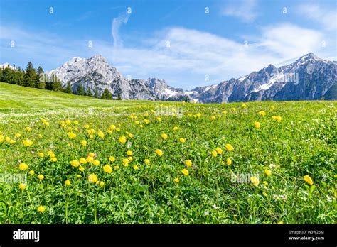 Austria Tyrol Meadow Mountains Flowers Hi Res Stock Photography And