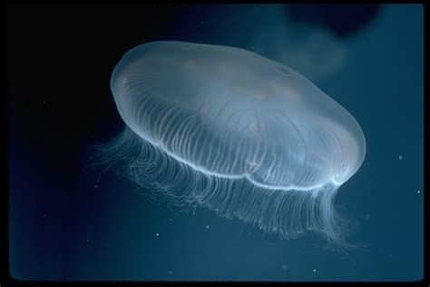 Moon Jellyfish Sideview Jellyfish Of New Zealand · Inaturalist