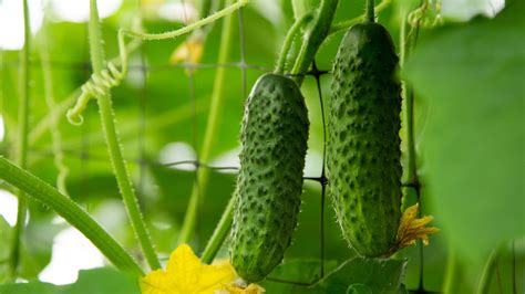 How To Grow The Biggest And Best Cucumbers Ever