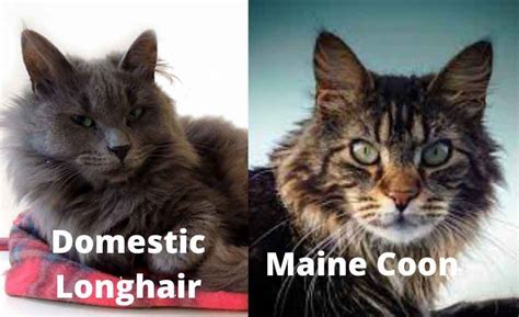 Differences And Similarities Between The Domestic Longhair Vs Maine