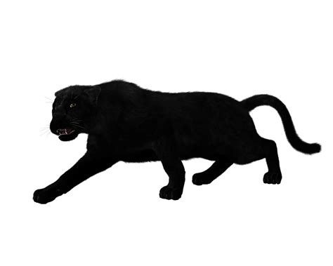 Black Panther Animal Dell Wallpapers Top Free Black Panther Animal