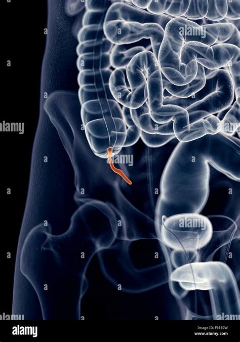 Medically Accurate Illustration Of The Appendix Stock Photo Alamy