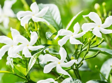 Jasminum Sambac Guide How To Grow And Care For Arabian Jasmine