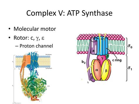 The enzyme atp synthase or fof1 atpase is a transmembrane protein. PPT - Electron Transport and ATP Synthesis PowerPoint ...