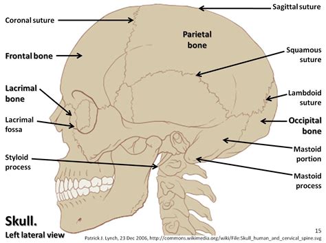 Review a textbook section on the skull. Skull diagram, lateral view with labels part 1 - Axial ...