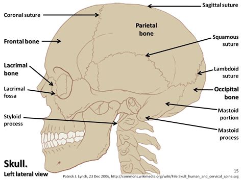 Looking at it from the inside it can be subdivided into. Skull diagram, lateral view with labels part 1 - Axial ...