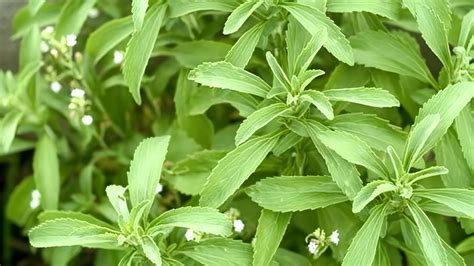 Stevia Propiedades Y Beneficios Usos Stevia Rebaudiana