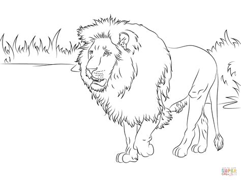 African Lion Face Coloring Sheet Coloring Pages