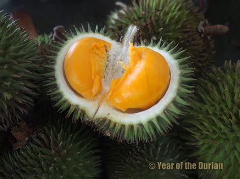 Get exclusively flavorful and fragrant durian types in malaysia at +601156222700. A Complete List of Durian Species