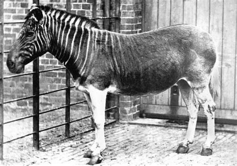 1870 Quagga especie extinguida fotografía de el Ragents Park, Londres