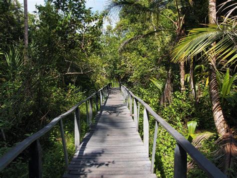 Chemin De Jungle à Travers La Végétation Luxuriante Image Stock Image