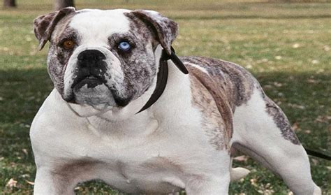 He is a beautiful english bulldog puppy. Alapaha Blue-Blood Bulldog Breed Information