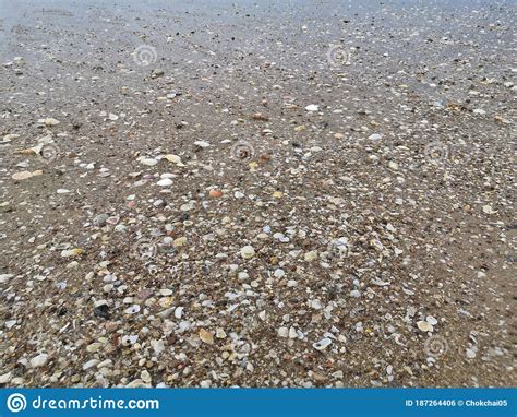 Shell Fragments At The Beach Stock Photo Image Of Rock Sand 187264406