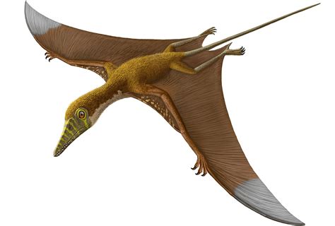 Pterosaurs Flight In The Age Of Dinosaurs How Did Prehistoric