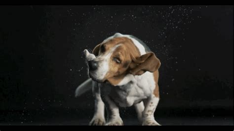 The dog who got just a little too excited at the last minute. These High-Speed Photography GIFs Of Dogs Shaking Off Water Are Mesmerizing | Business Insider