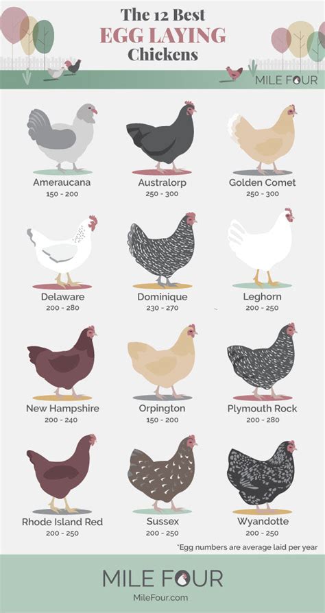 The 12 Best Egg Laying Chicken Breeds Rhomestead