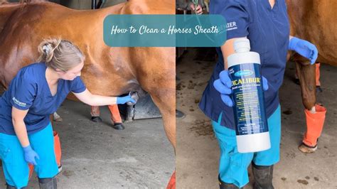 How To Clean A Horses Sheath Youtube
