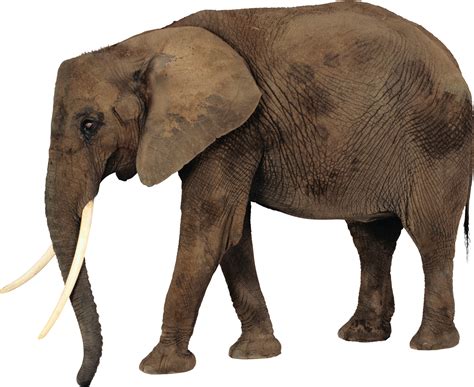 African Elephant Png Free Logo Image