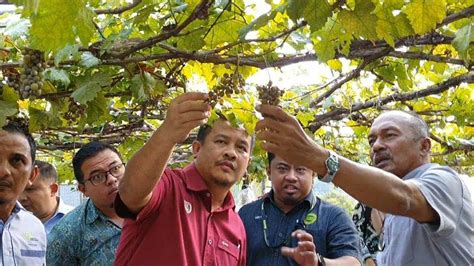 Langkawi bukan sekadar sebuah pulau yang menjadi tarikan pelancong kerana ia diisytihar sebagai kawasan zon bebas cukai. Petik, makan anggur tarikan ke Taman Agroteknologi MARDI ...