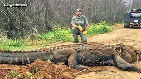 Georgia Man Finds Massive 700 Pound Alligator In Ditch
