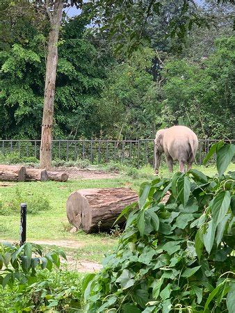 Zoo Negara (Ampang) - 2019 All You Need to Know BEFORE You Go (with