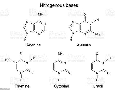 In rna, the thymine is replaced by uracil (u). Chemical Structural Formulas Of Nitrogenous Bases Stock ...