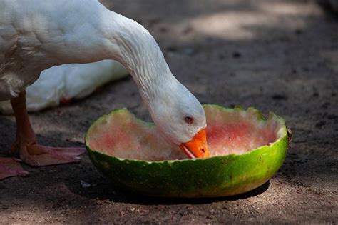 Can Ducks Eat Fruit