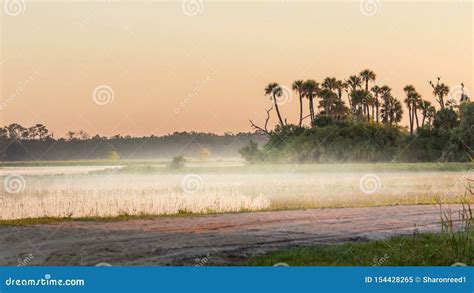 Florida Marsh And Swamp At Sunrise With Fog Orlando Wetlands Stock