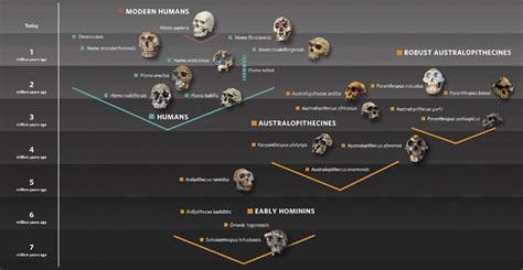 Human Evolution Natural History Museum