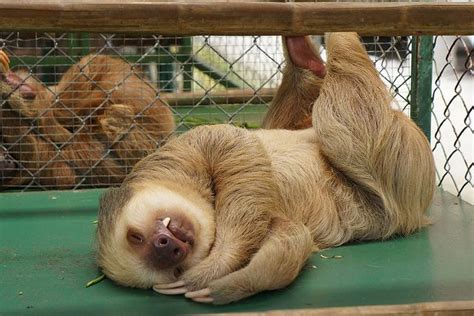 Sleeping Like A Princess Pictures Of Sloths Cute Sloth Pictures