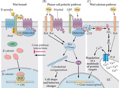 Wnt Signal Transduction Pathways Classify Into Canonical Wnt Pathway