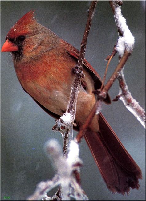 Northern Cardinal Cardinalis Cardinalis 홍관조 Image Only