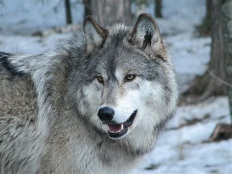 Grey Wolf Pets Pinterest