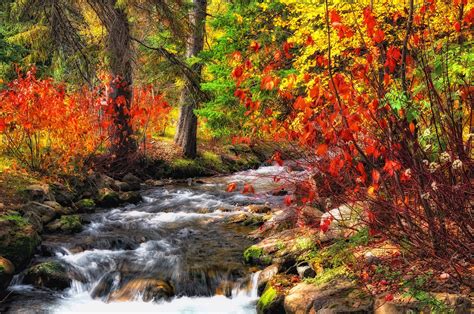 Forest River Trees Autumn Nature Wallpaper X WallpaperUP