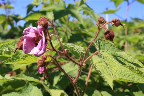 Flowering Raspberry - Ontario Native Plant Nursery | Container Grown ...