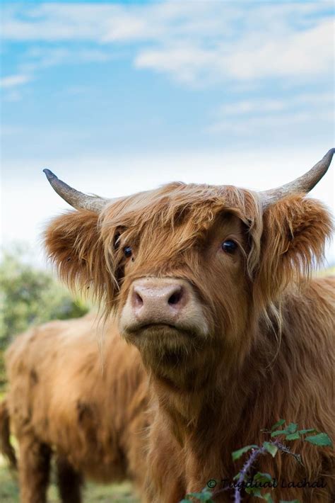 Scottish Highland Cattle Fluffy Cows Baby Highland Cow Highland Calf