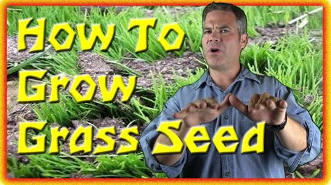 How To Grow Grass Seed The Basics Youtube