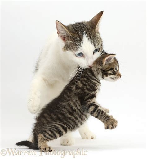 Mother Cat Carrying Her Kitten Photo Wp42123