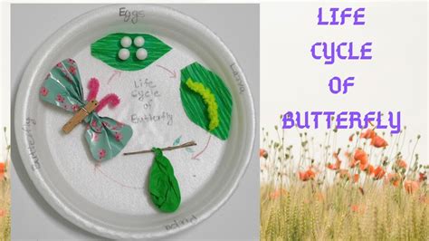 Butterfly Life Cycle Life Cycle Of Butterfly School Craft Youtube