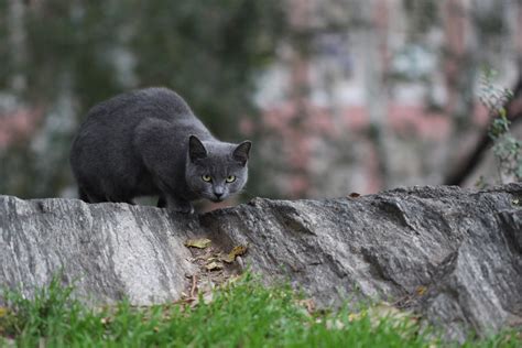 Russian Bluish Morningside Park Cat Harry Shuldman Flickr