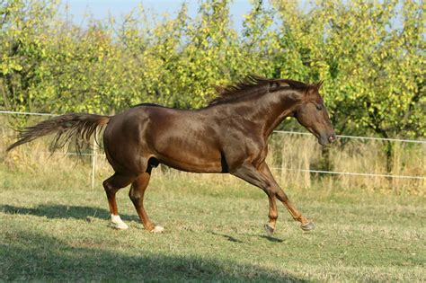 8 Fascinating Facts About The Quarter Horse