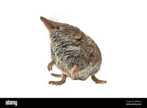Smallest Mammals