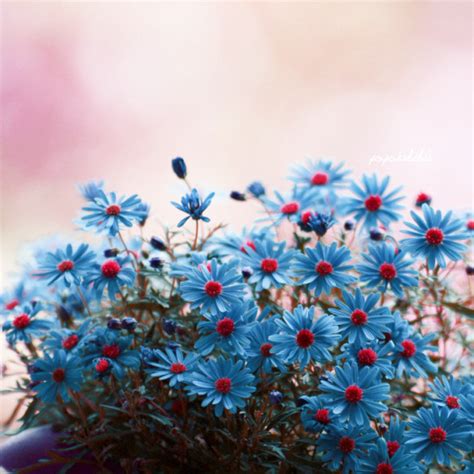 Flower Id Blue Petals Red Center Daisy Like Flowers Forums