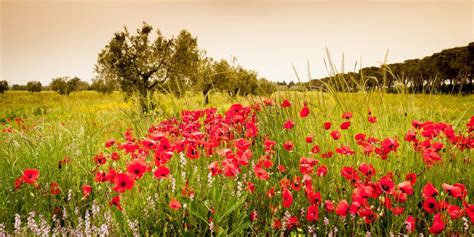 Poppies Field In Italy Tuscany Stock Image Image Of Colorful Poppy