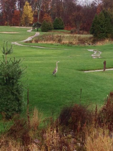 Sep 23, 2020 or you can scoop up a course hero membership to view blurred text on you. Blue heron at Orr Lake Golf Club | Landscape, Golf courses