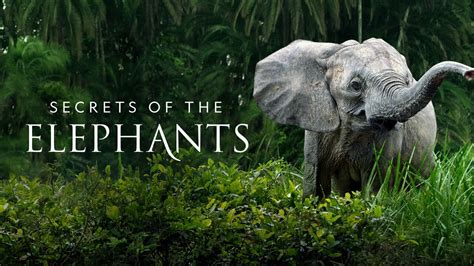 Secrets Of The Elephants Nat Geo Docuseries Where To Watch