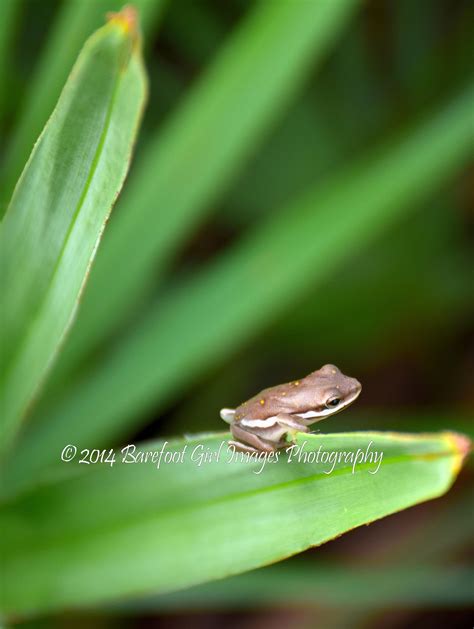 Tree Frog On Palm Frond Is A Darling Little Thing Contrasting The