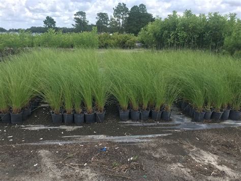 It occurs naturally in limestone soils and seep areas from central oklahoma and texas, south to central mexico. Superior Trees | plantANT.com