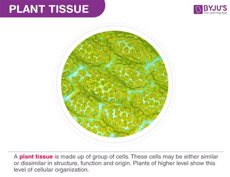 The stem, root and leaves form an organ system that transports substances into, around and out of a plant. Plant Tissue | Meristematic Tissues